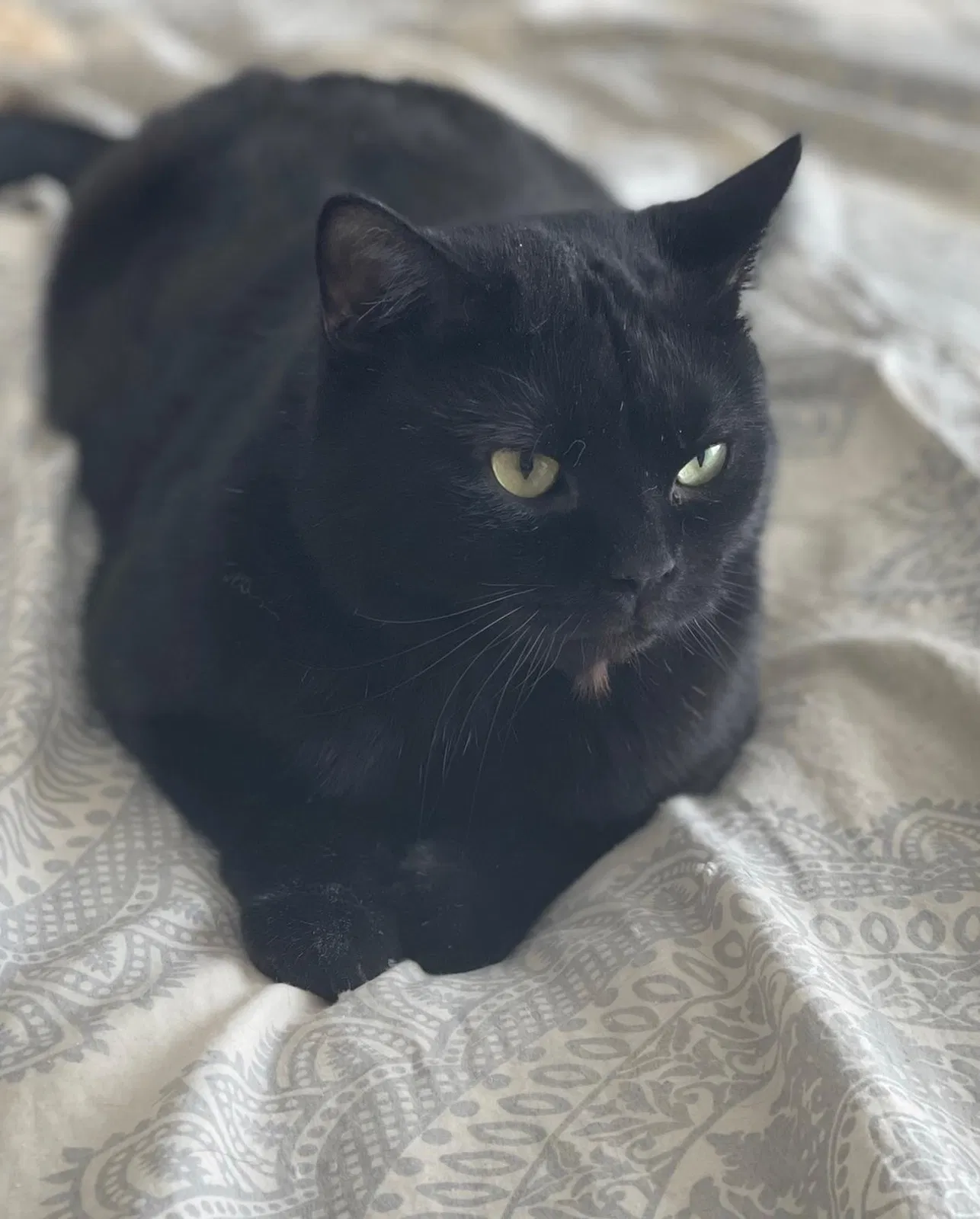 Lost cat in Staten Island, NY, 10305