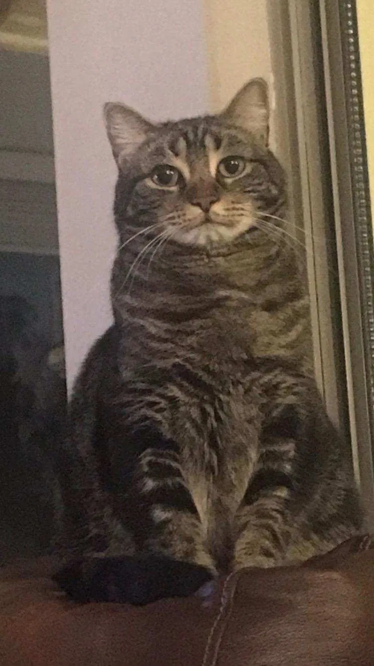Lost cat in Alpharetta, GA, 30004