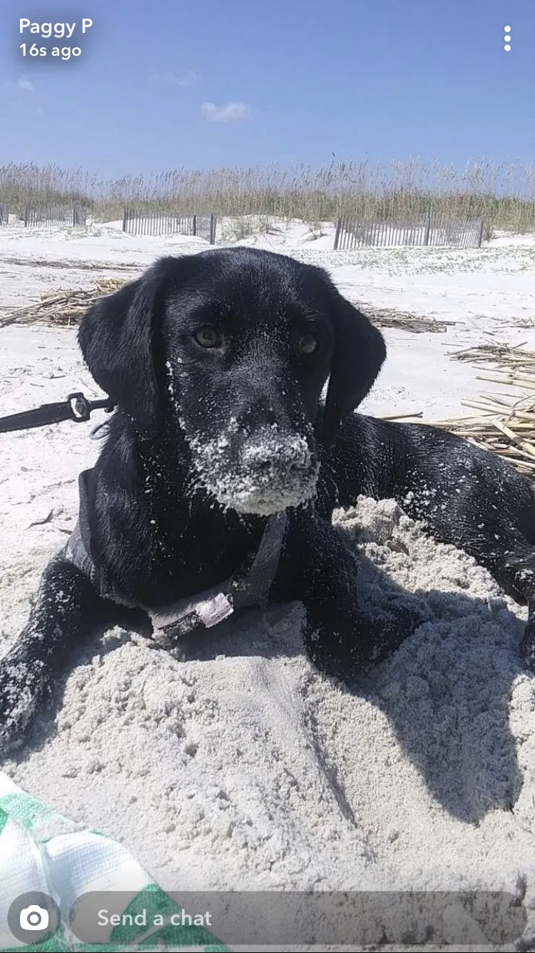 Lost dog in Savannah, GA, 31405