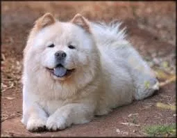 Lost dog in Fort Collins, CO, 80525