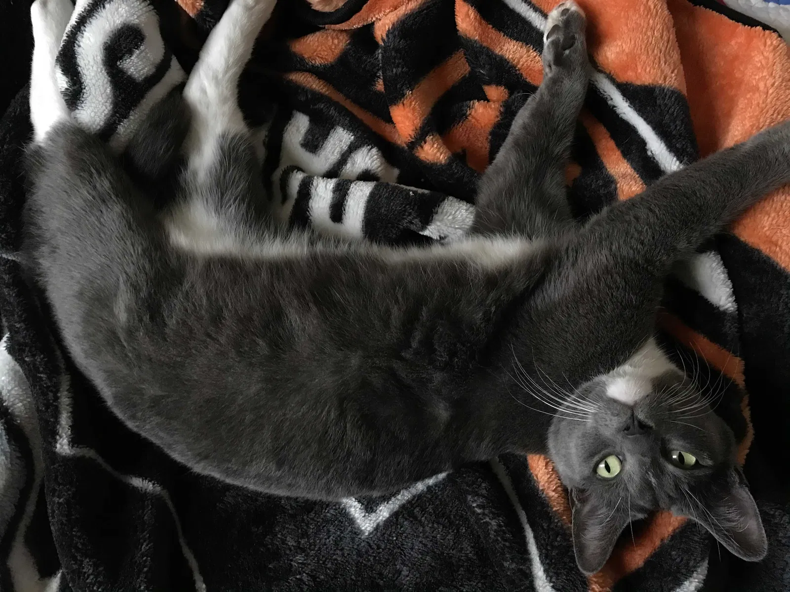Lost cat in Los Banos, CA, 93635
