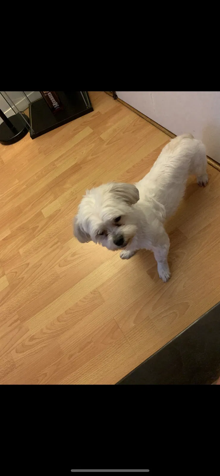 Lost dog in East Brunswick, NJ, 8816