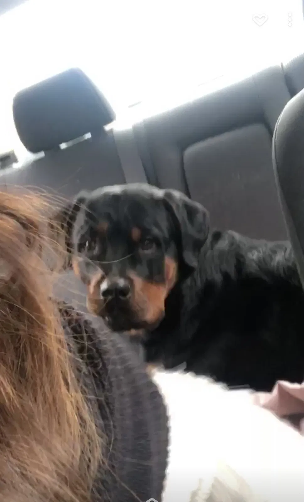 Lost dog in Indianapolis, IN, 46227