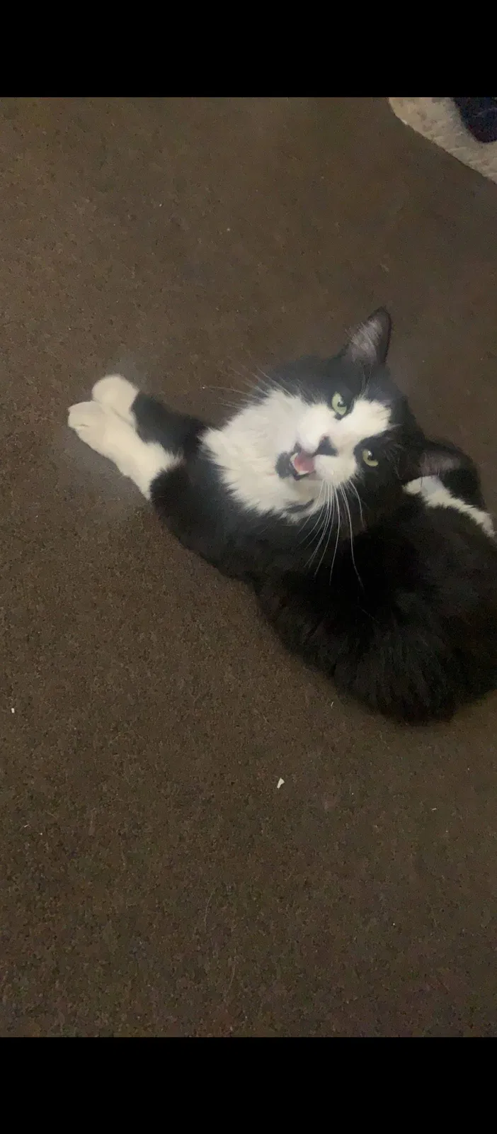 Lost cat in Las Vegas, NV, 89106