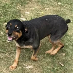 Lost dog in Indianapolis, IN, 46222