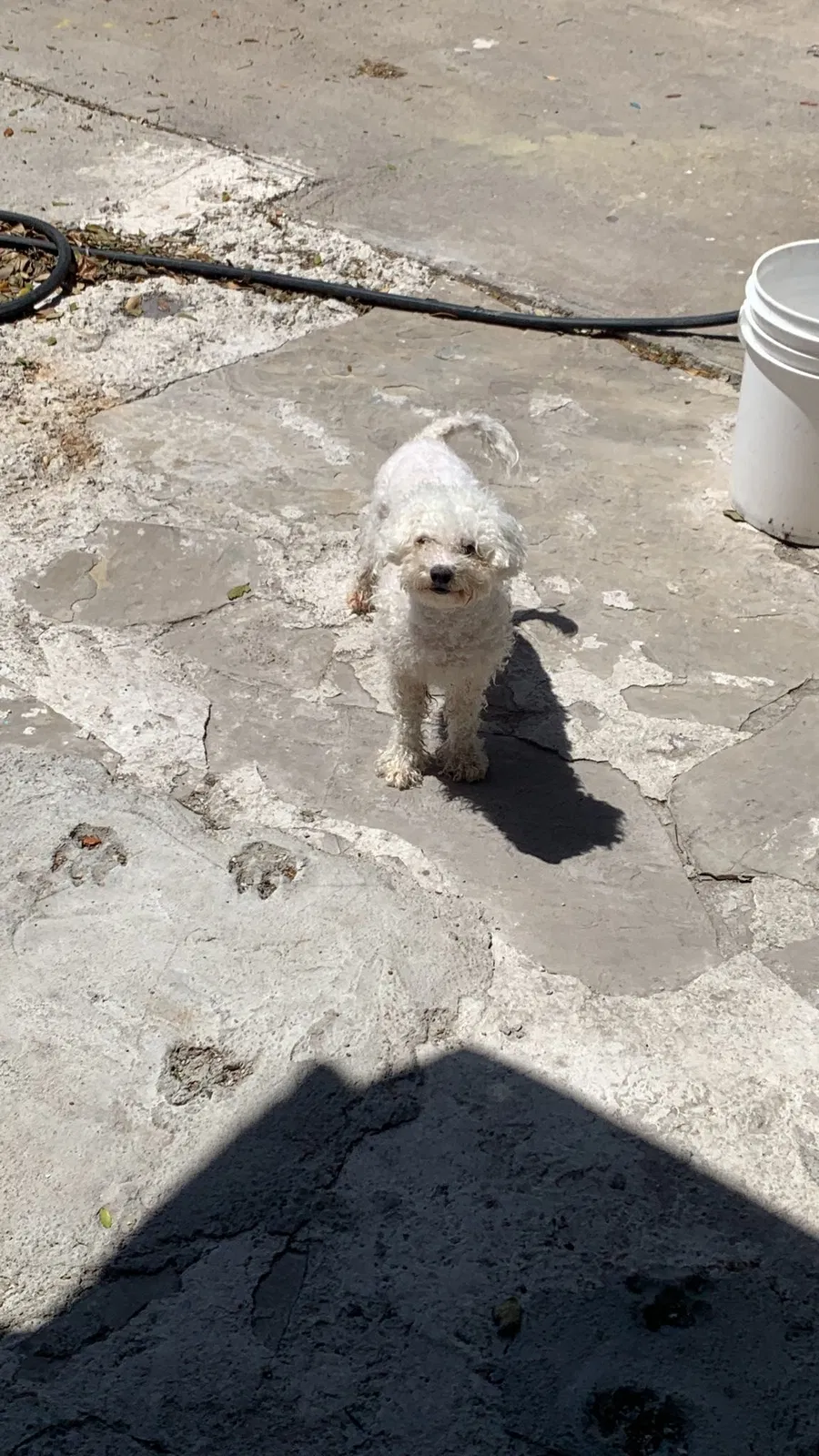 Lost dog in Corpus Christi, TX, 78410