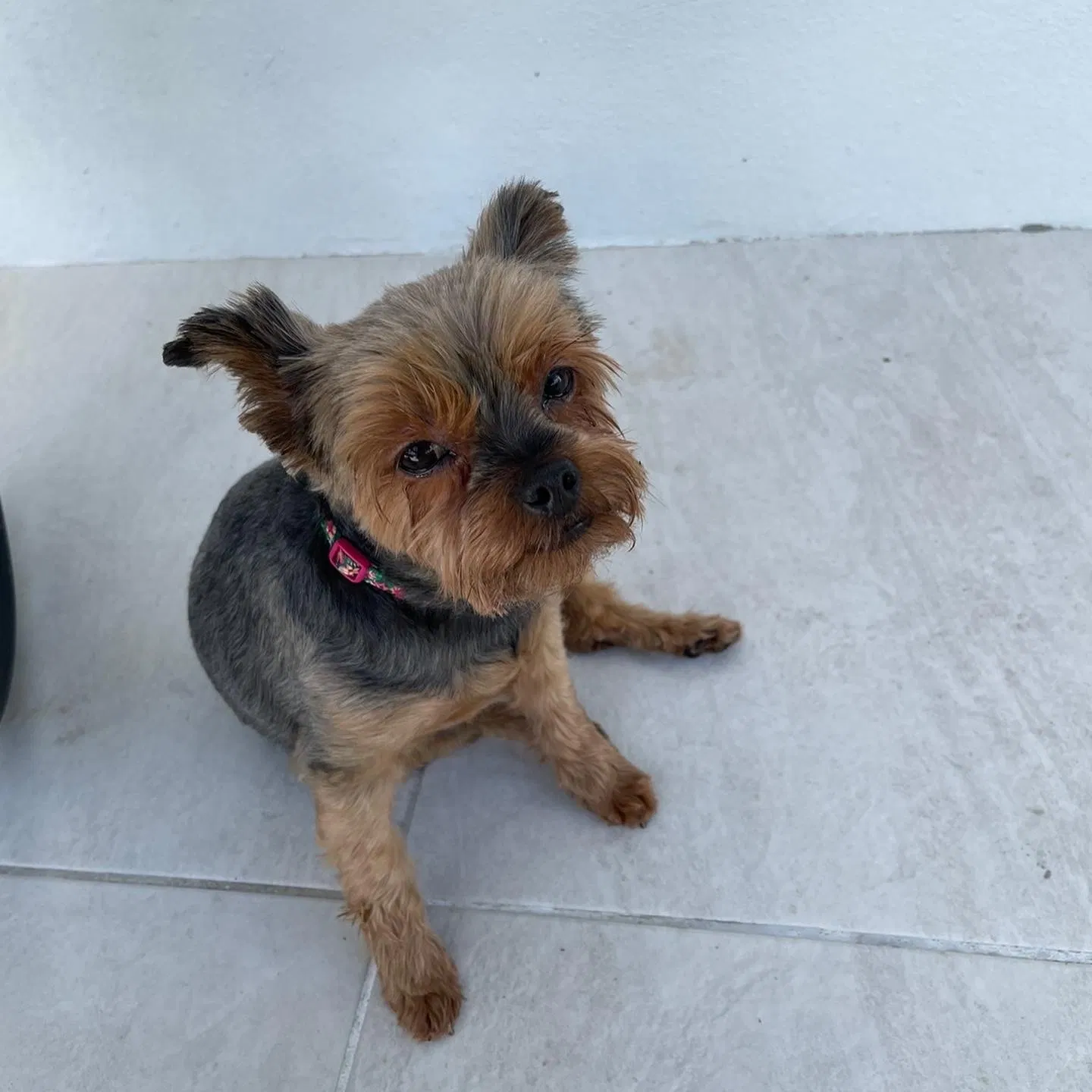 Lost dog in Fort Lauderdale, FL, 33326