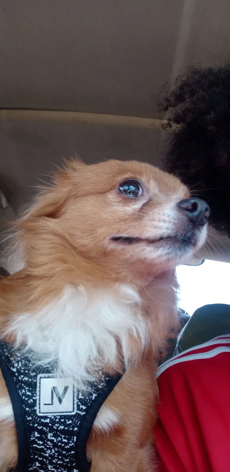 Lost dog in Vero Beach, FL, 32967