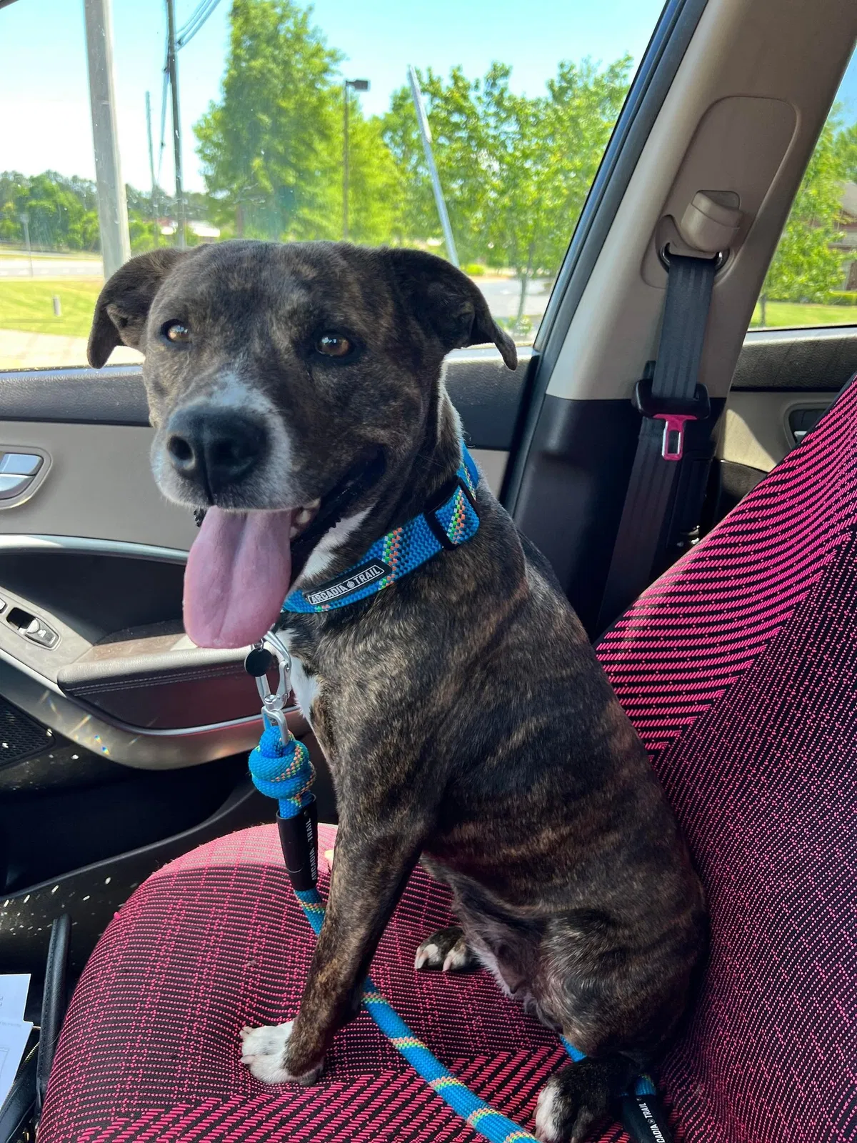 Lost dog in Waleska, GA, 30183