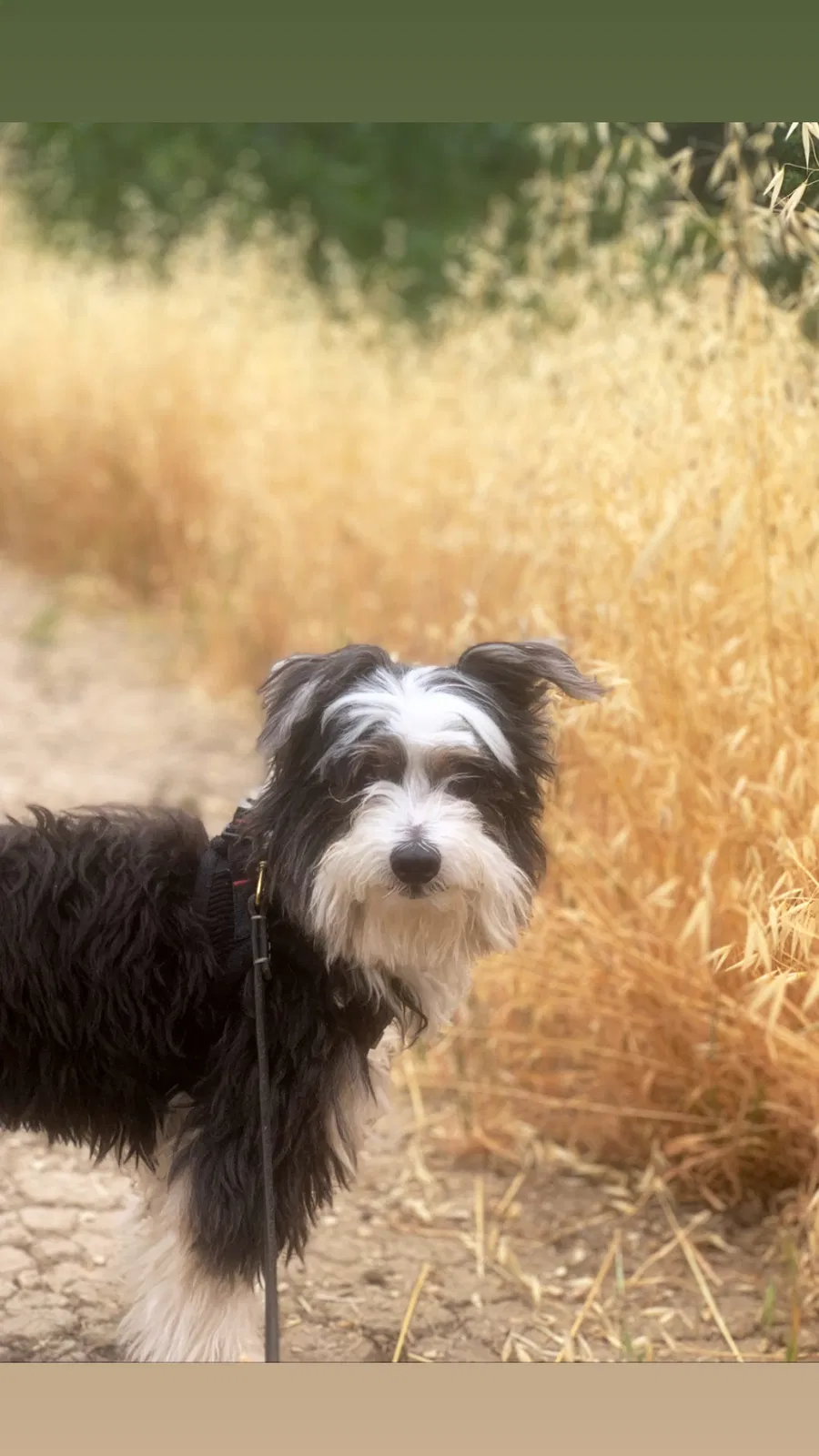 Lost dog in Los Angeles, CA, 90065