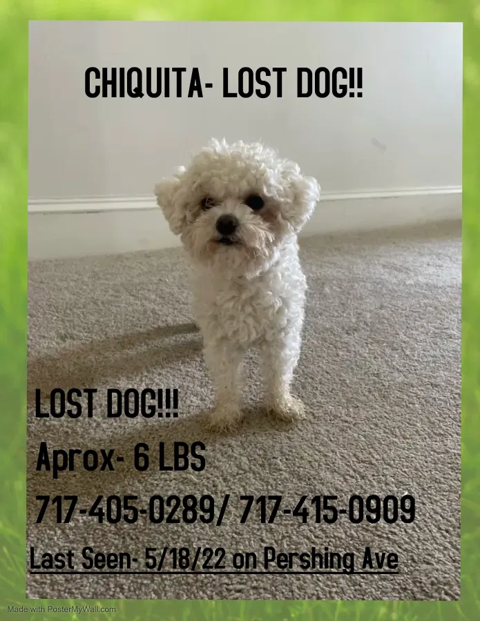 Lost dog in Lancaster, PA, 17603