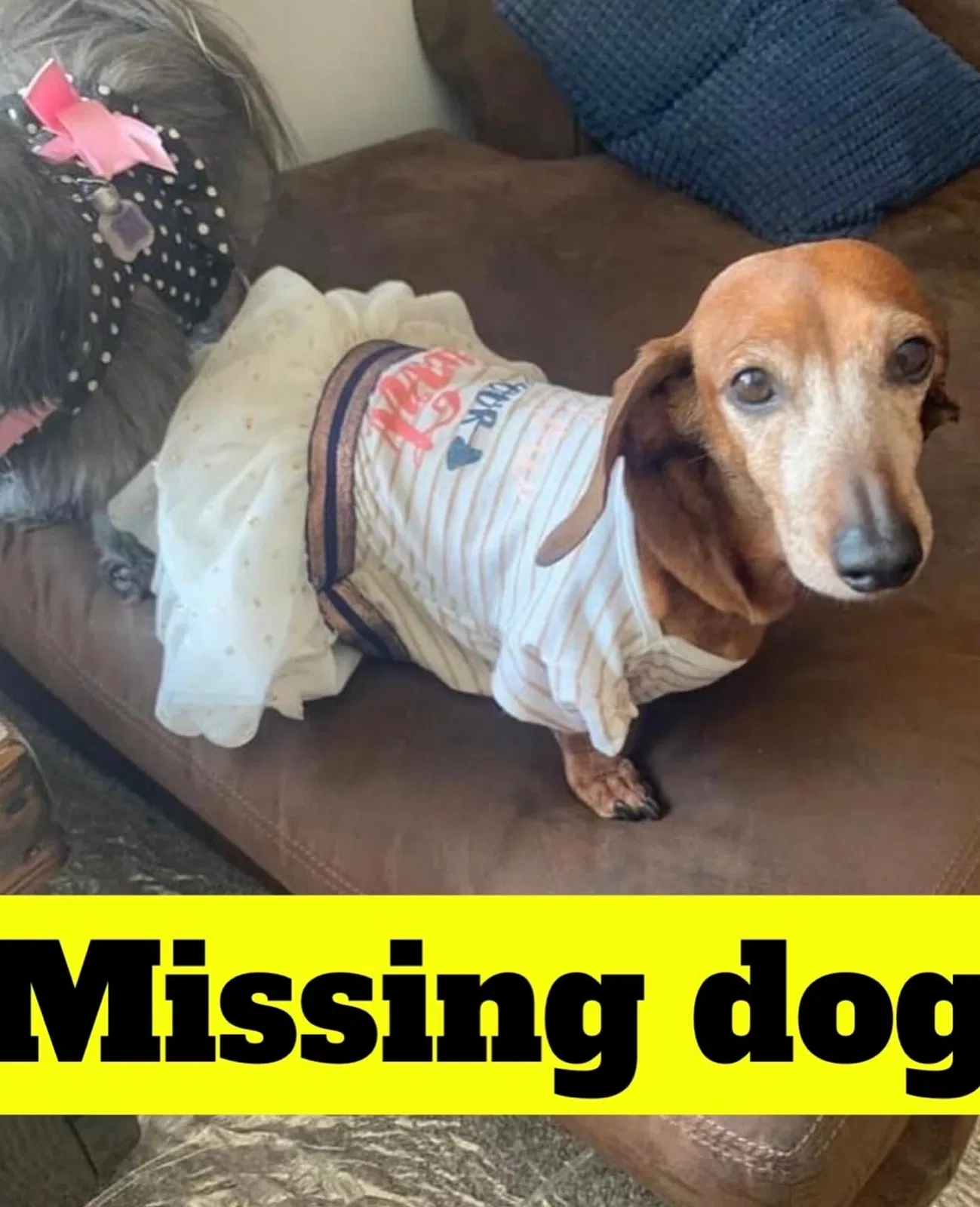 Lost dog in Clackamas, OR, 97015