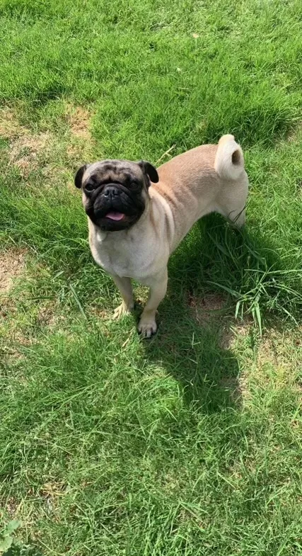 Lost dog in Amarillo, TX, 79110