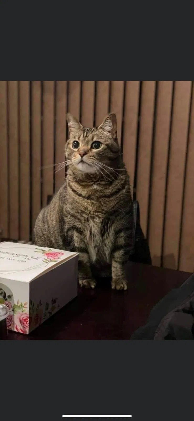 Lost cat in Carpentersville, IL, 60110