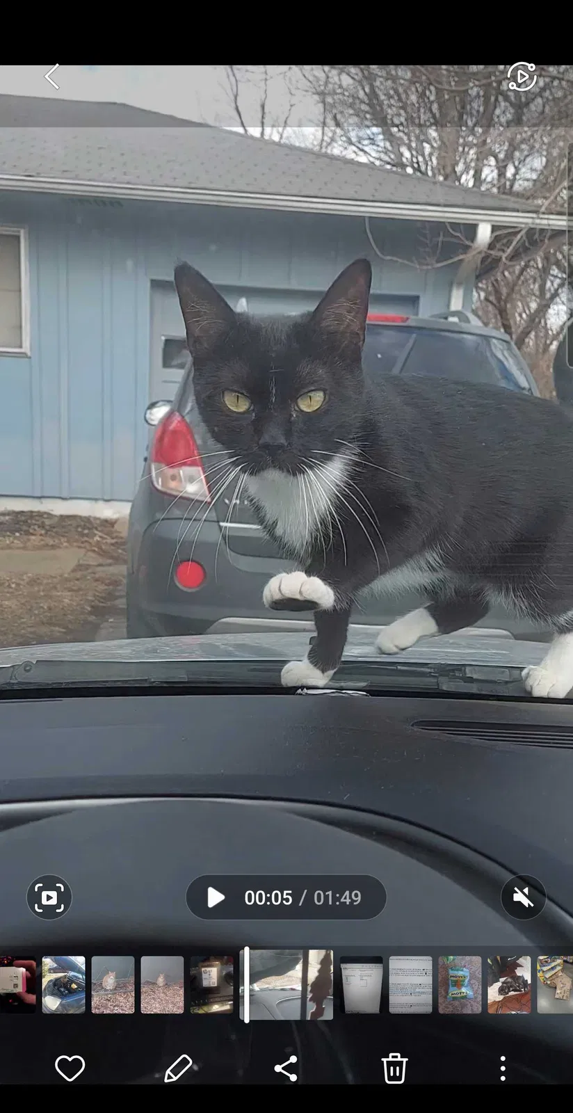Lost cat in Kansas City, MO, 64137