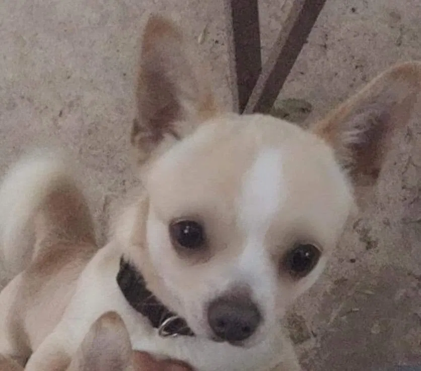 Lost dog in San Antonio, TX, 78245