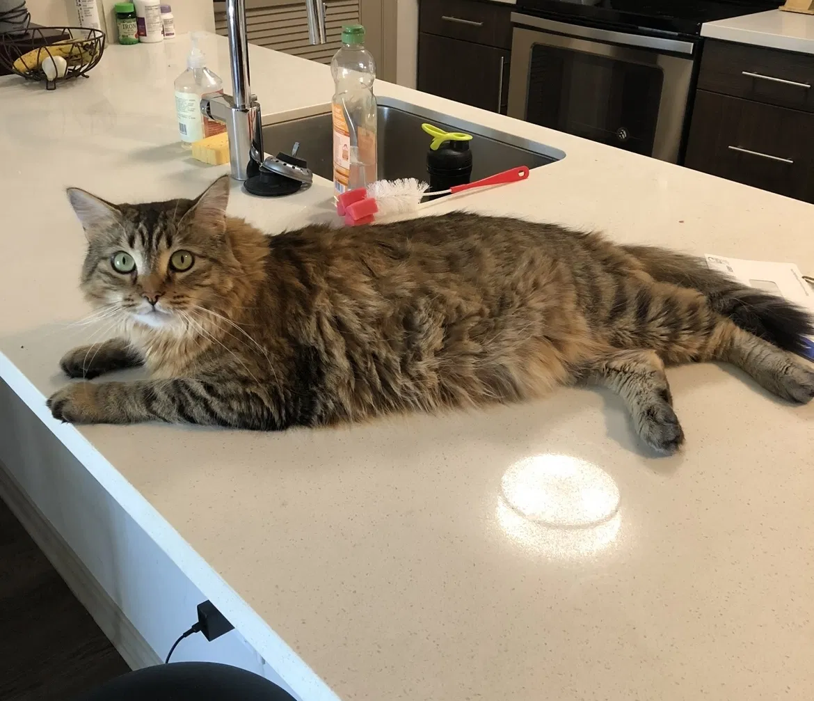 Lost cat in Costa Mesa, CA, 92627