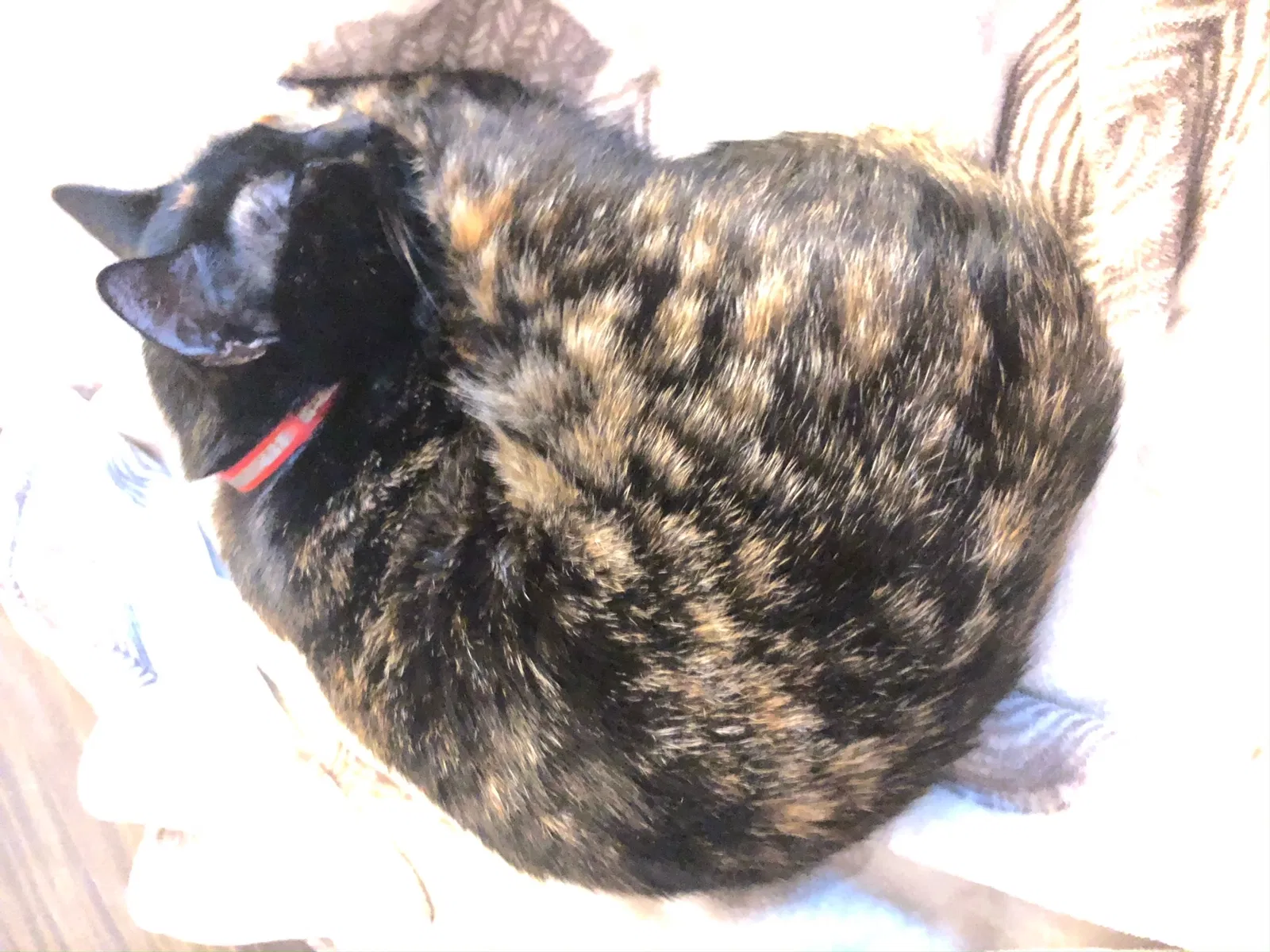 Lost cat in Carlsbad, CA, 92009