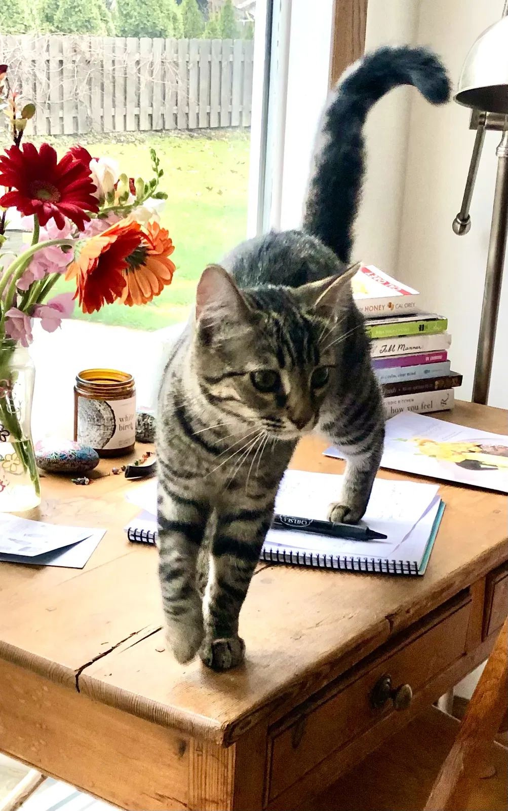 Lost cat in Bay Village, OH, 44140