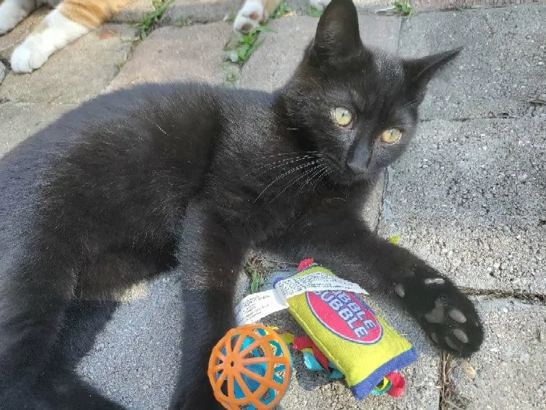 Lost cat in Pompano Beach, FL, 33064