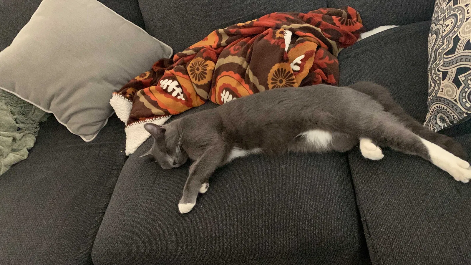 Lost cat in Los Banos, CA, 93635