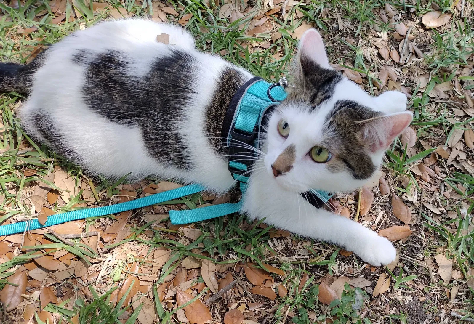 Lost cat in Houston, TX, 77096