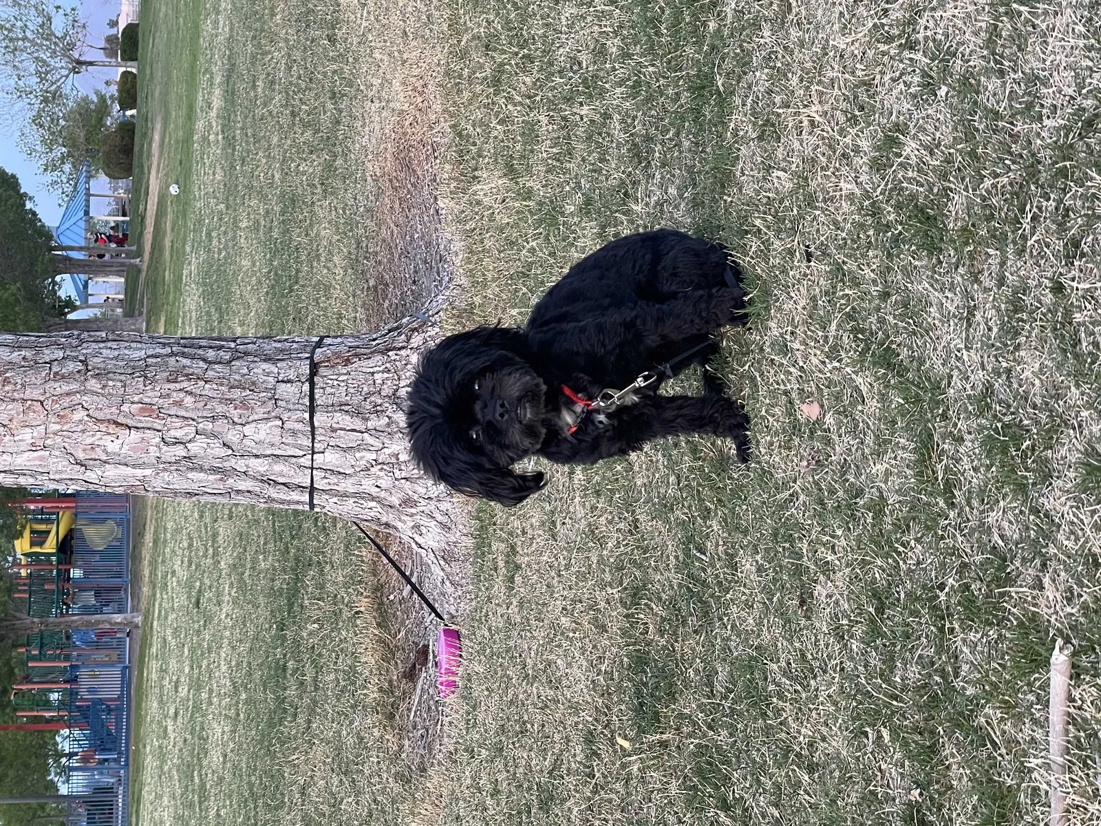 Lost dog in Dearborn, MI, 48126