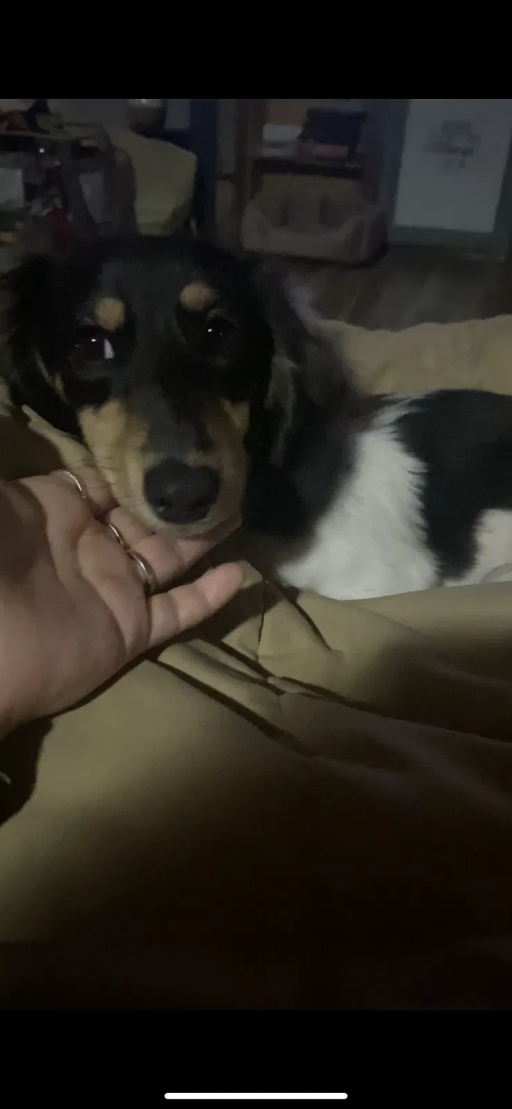 Lost dog in San Antonio, TX, 78238