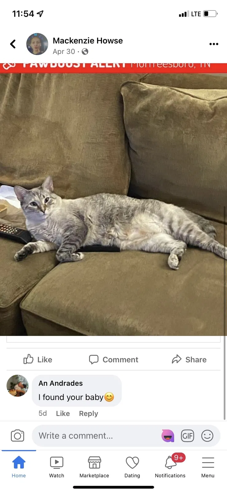 Lost cat in Murfreesboro, TN, 37130