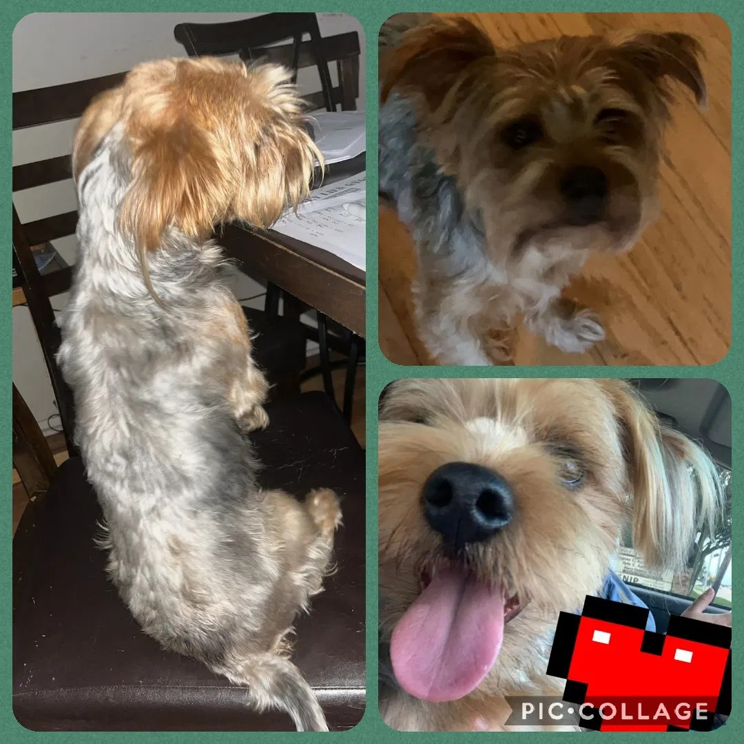 Lost dog in League City, TX, 77573