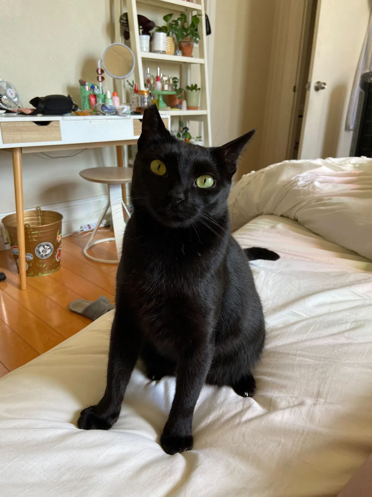 Lost cat in Oakland, CA, 94612