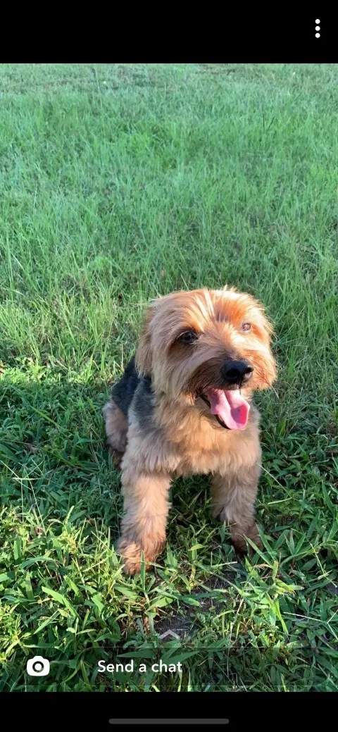 Lost dog in Conroe, TX, 77302