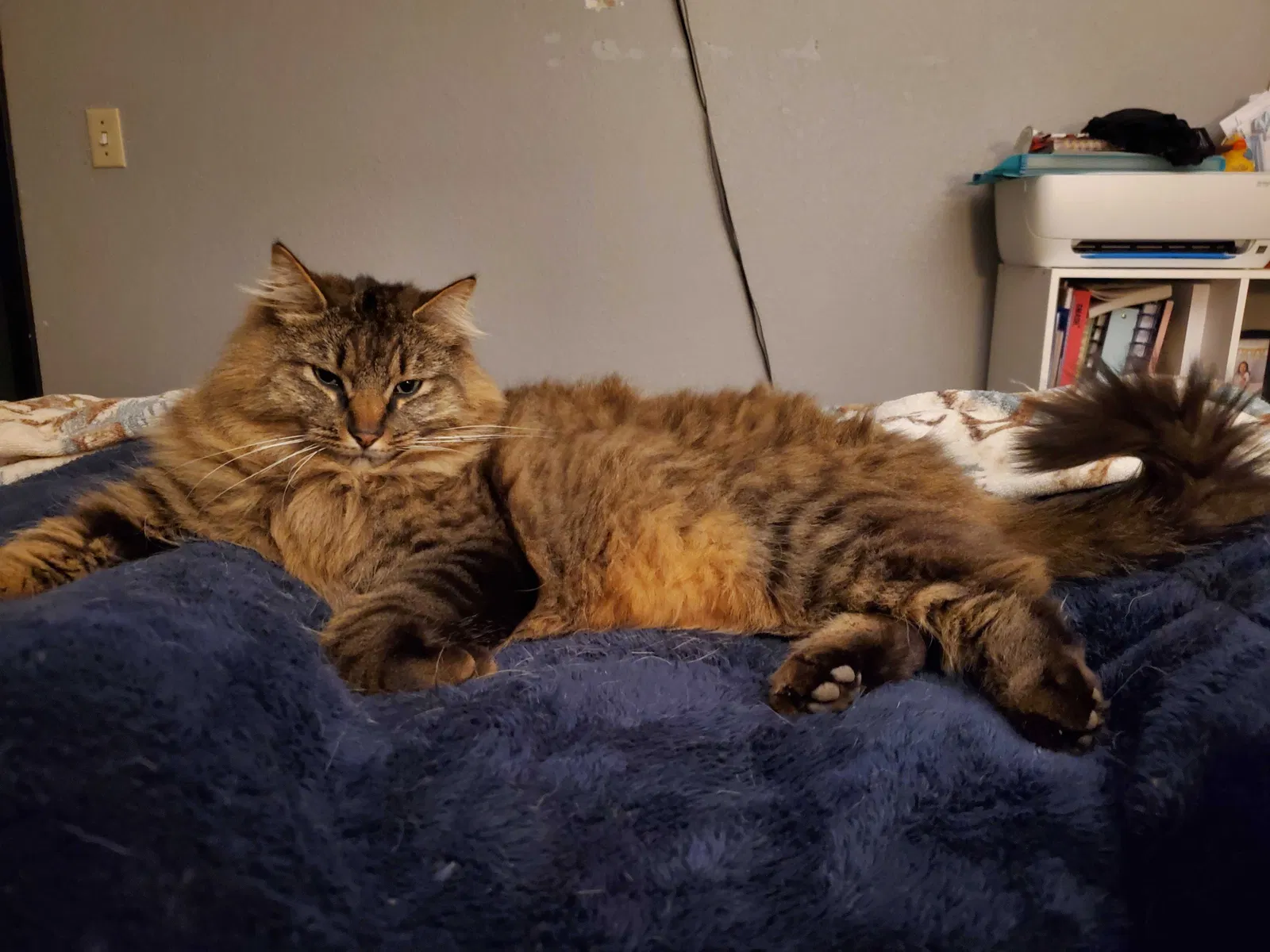 Lost cat in Ontario, OR, 97914
