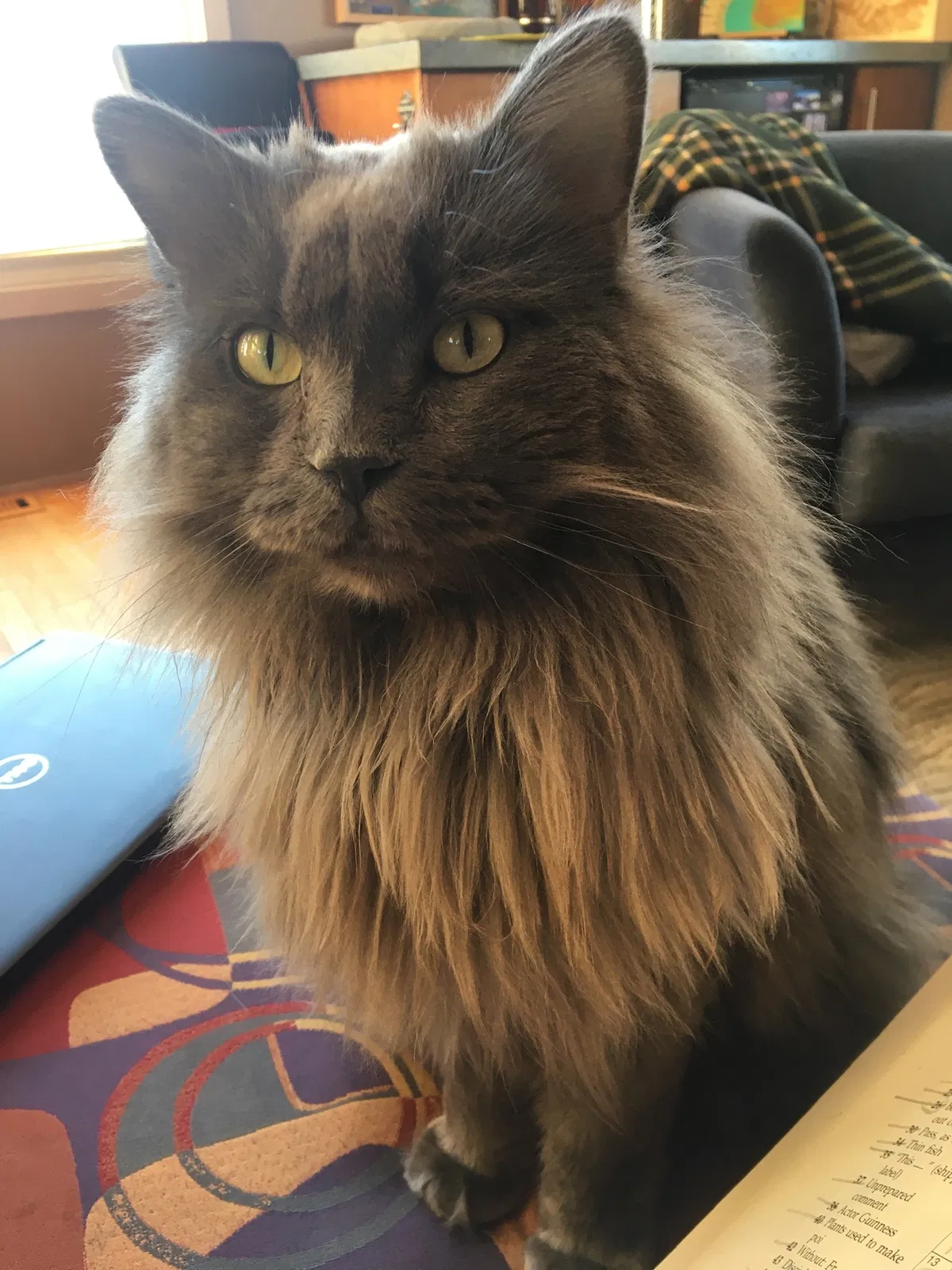 Lost cat in Anchorage, AK, 99516