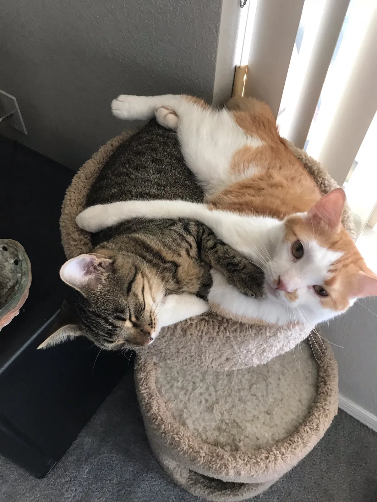 Lost cat in Gilbert, AZ, 85296