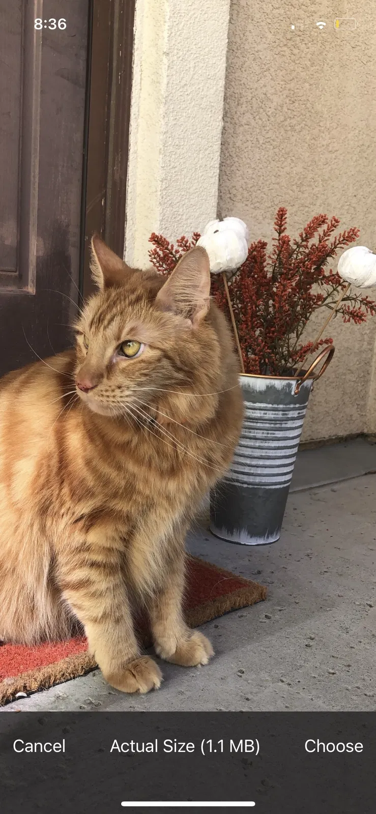 Lost cat in Victorville, CA, 92392