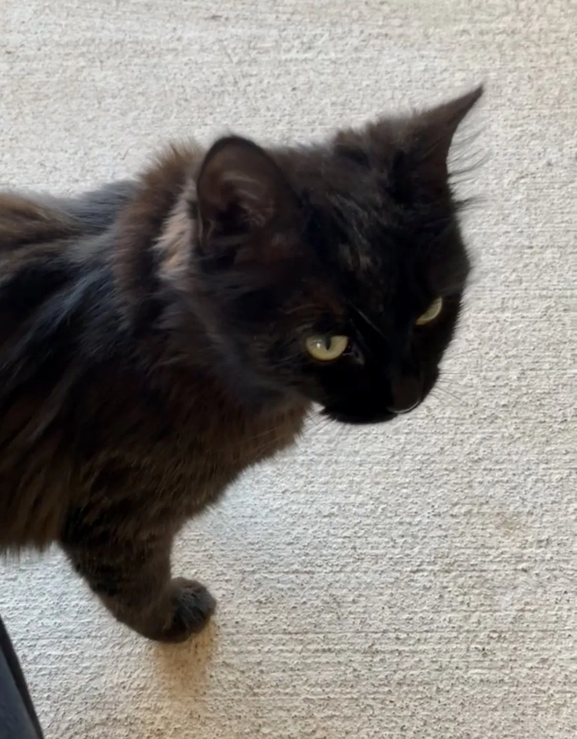 Found cat in Albuquerque, NM, 87123