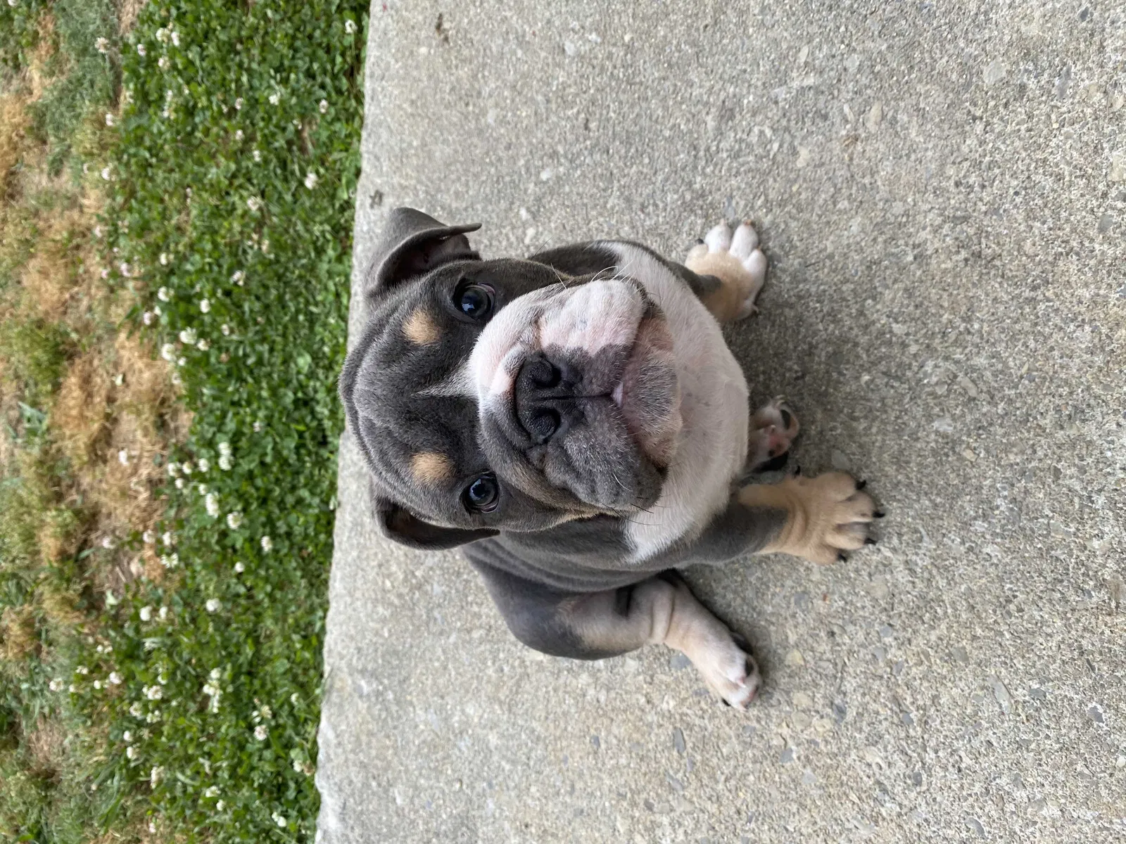Lost dog in Powder Springs, GA, 30127