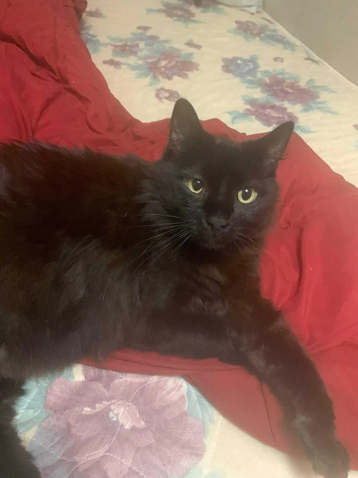Lost cat in Eden, NC, 27288