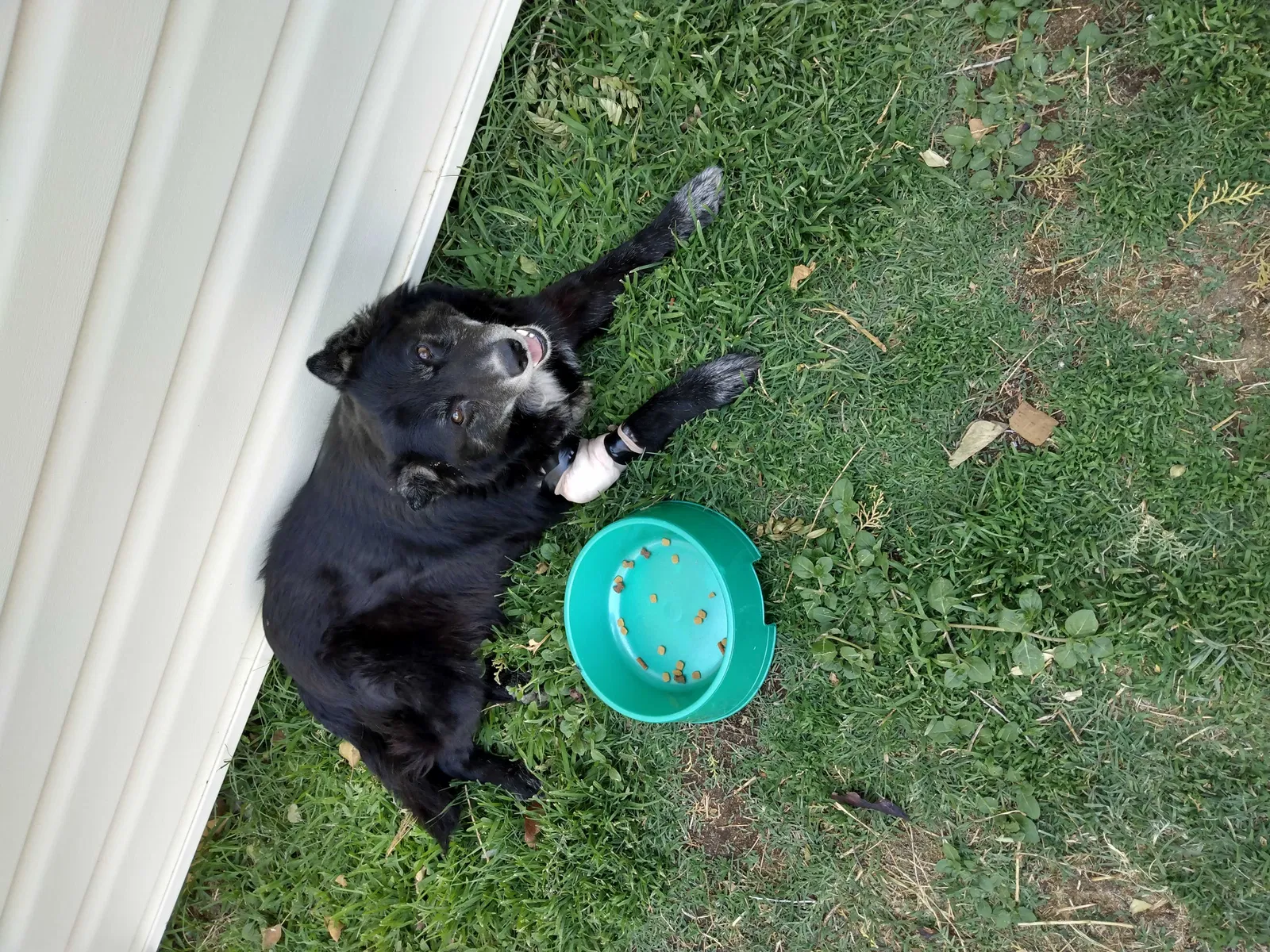 Found dog in Odessa, TX, 79763