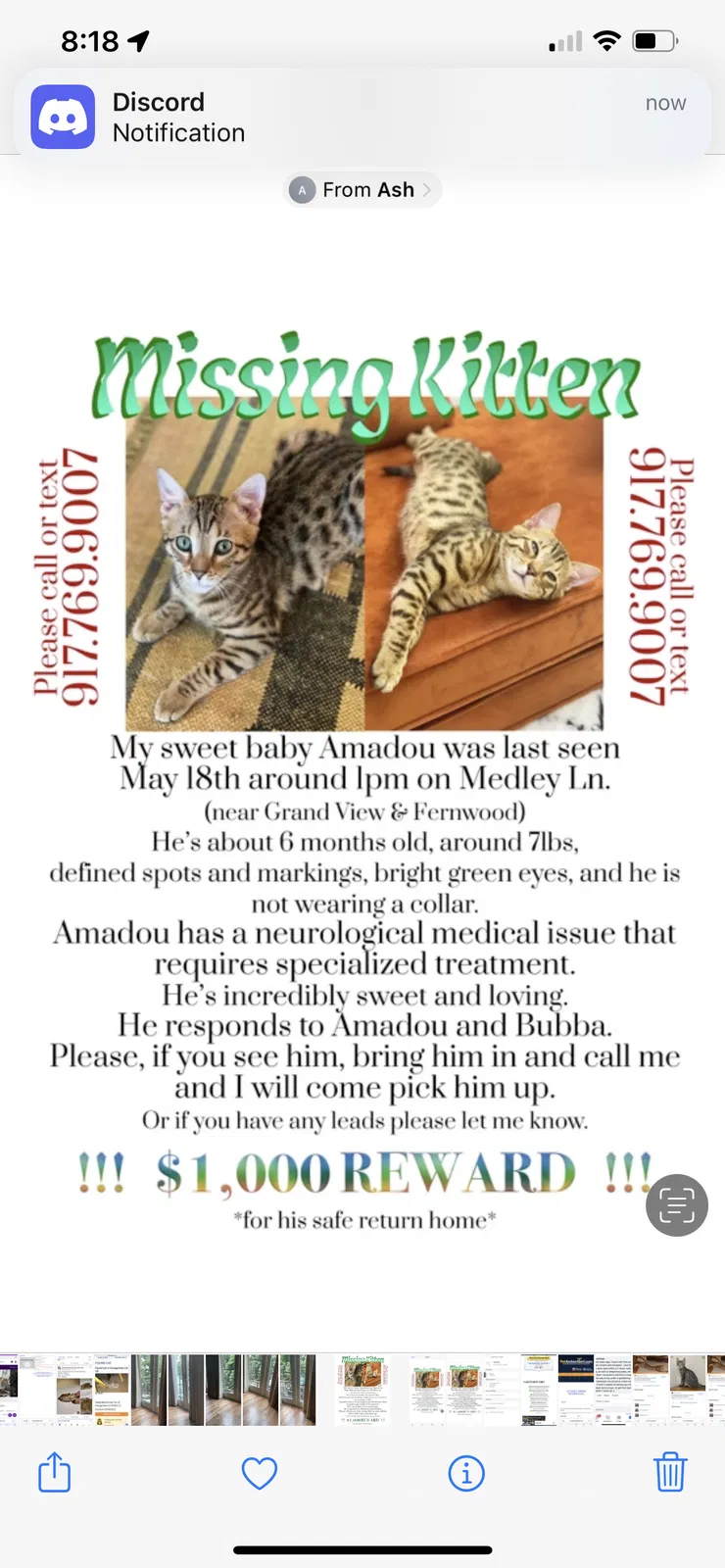 Lost cat in Topanga, CA, 90290