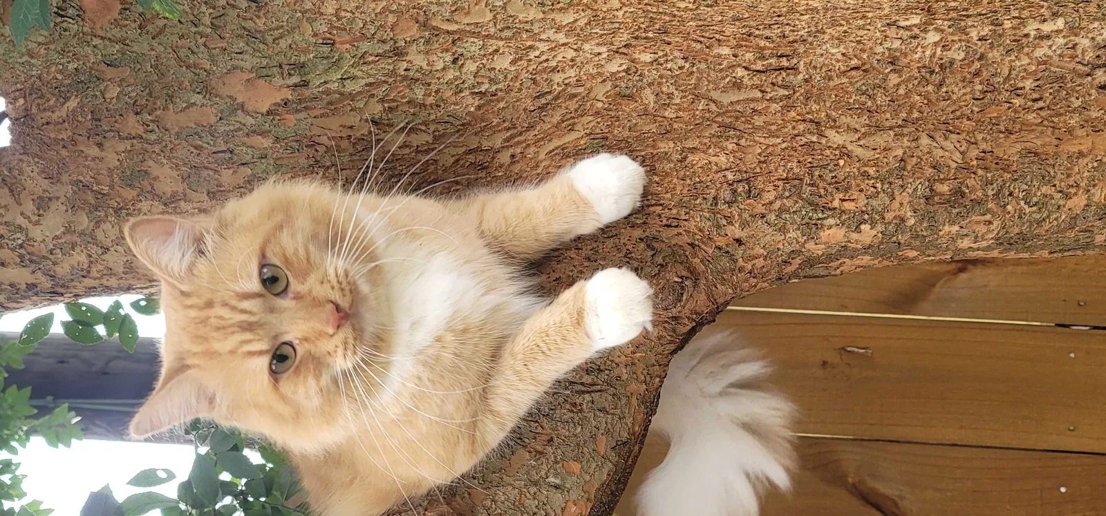 Lost cat in Houston, TX, 77034