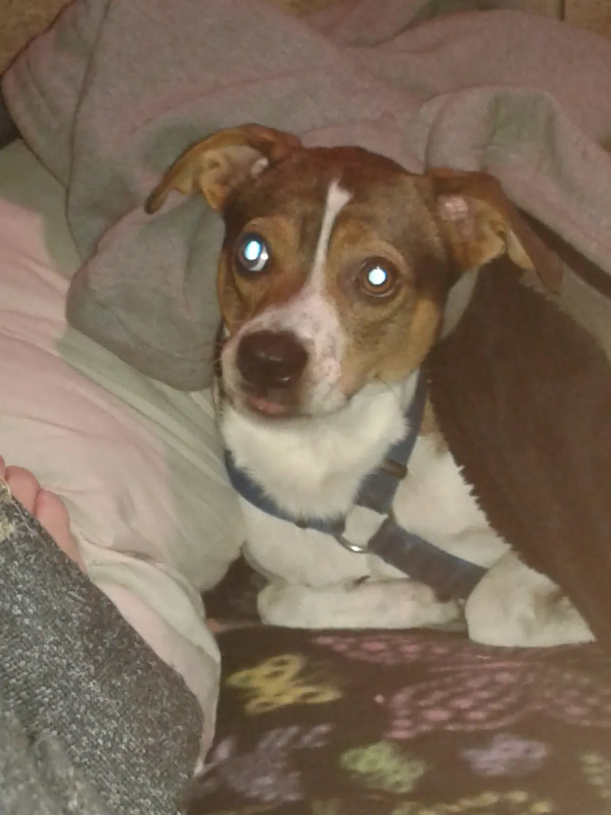 Lost dog in Modesto, CA, 95354