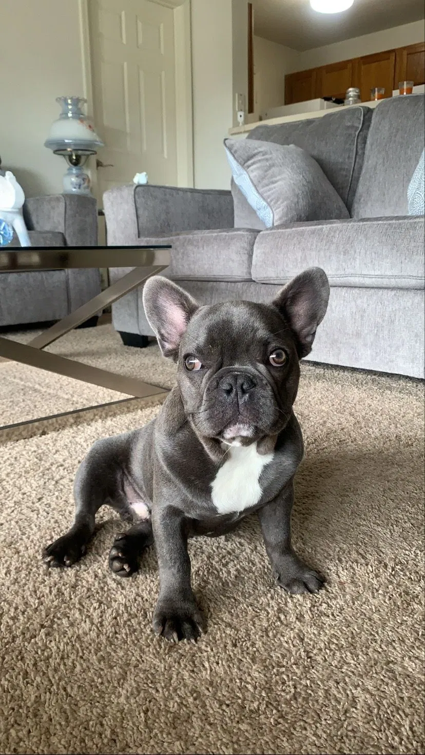 Lost dog in Jacksonville, FL, 32207
