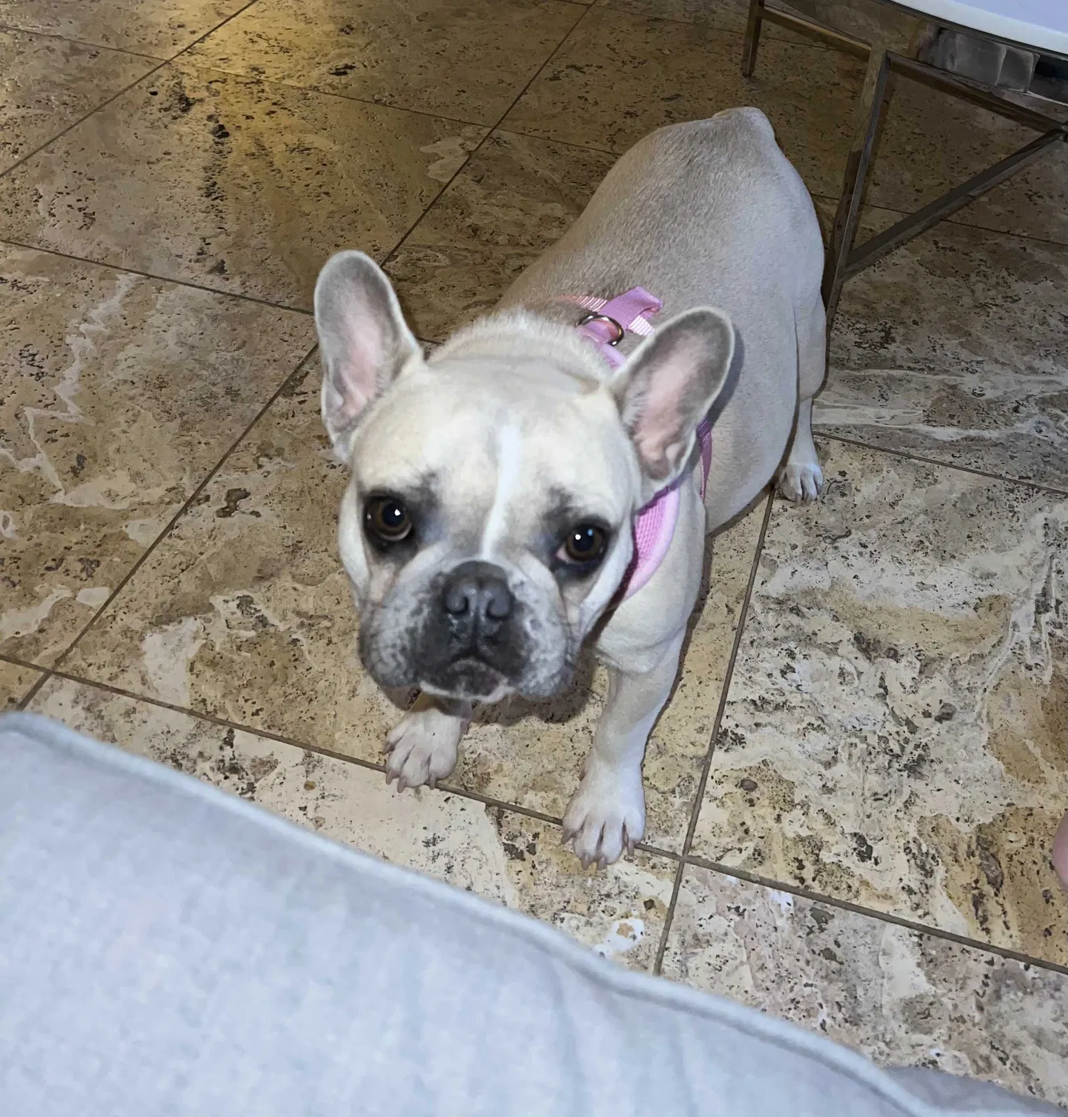 Lost dog in Dallas, TX, 75253