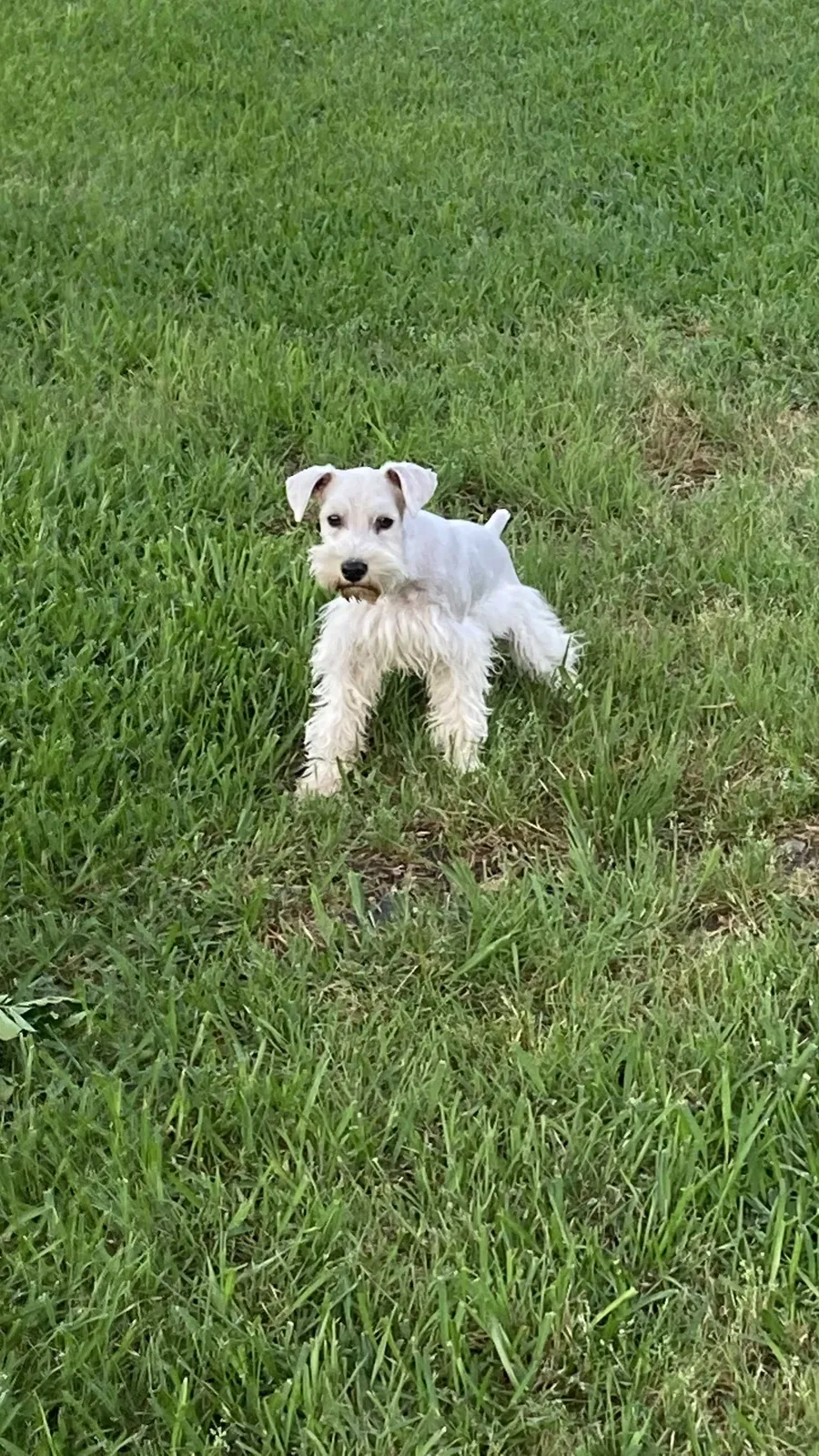 Lost dog in Dallas, TX, 75253