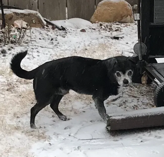 Lost dog in Cape Coral, FL, 33904
