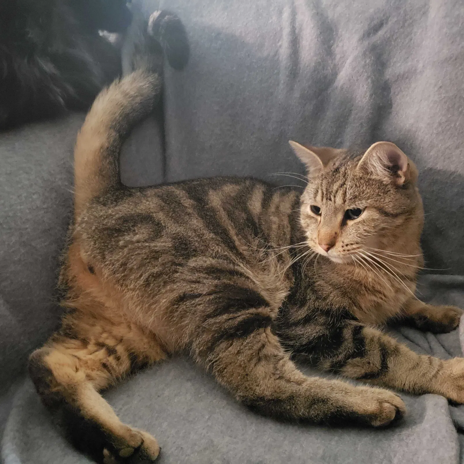 Lost cat in Fresno, CA, 93722