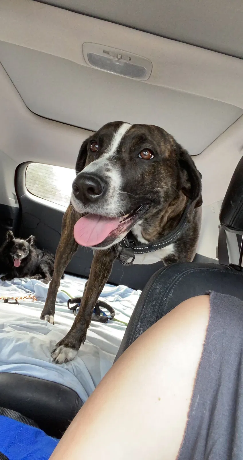 Lost dog in Four Oaks, NC, 27524