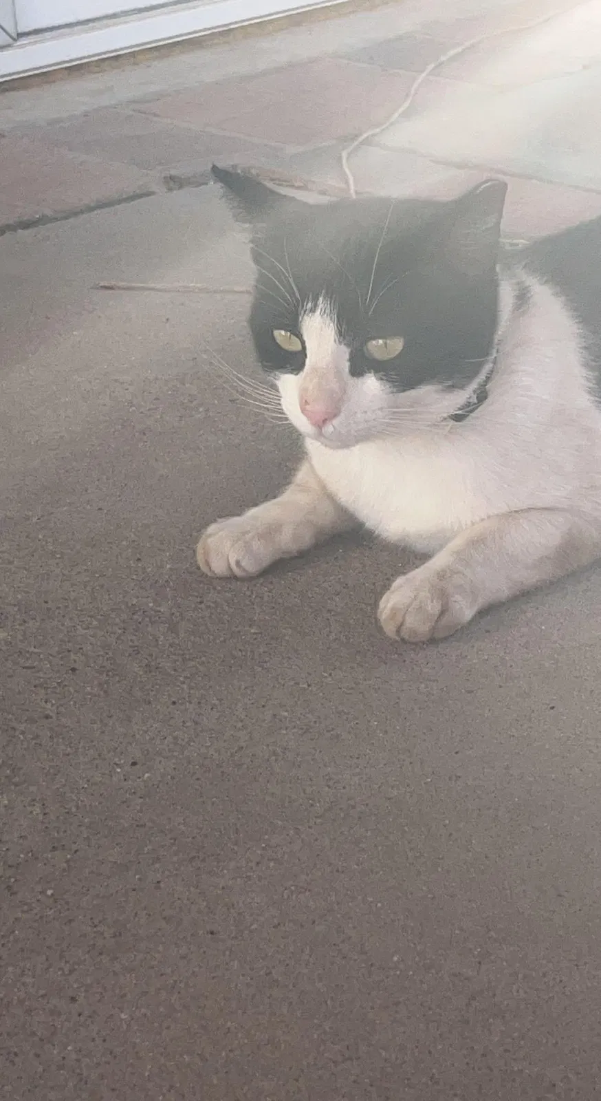 Lost cat in Albuquerque, NM, 87120